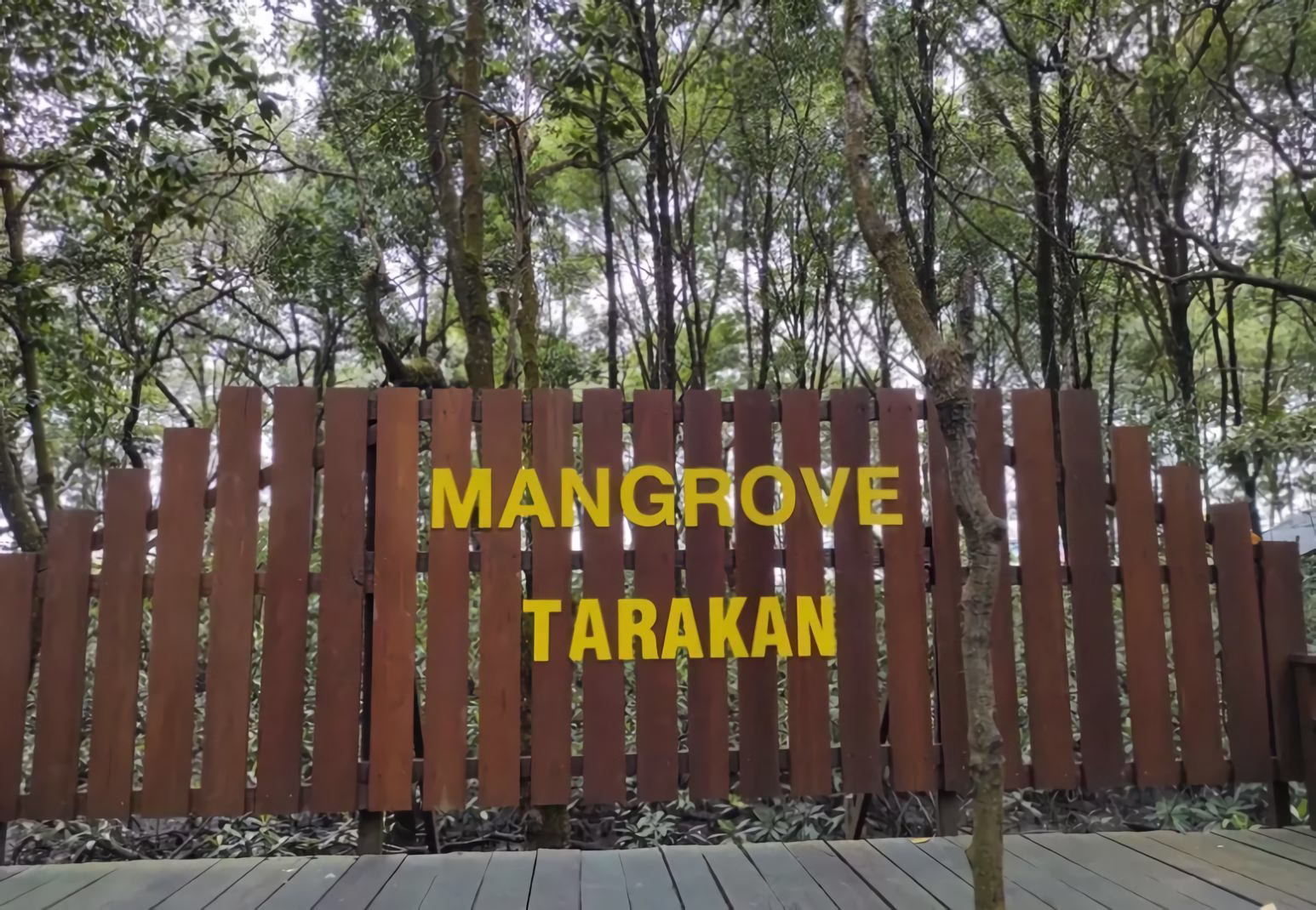 Hutan Mangrove Tarakan, Wisata Alam di Tengah Kota